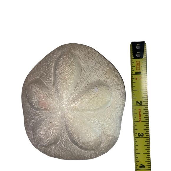 Sea Shell & Sea Biscuit Wall Decor - Picture 7 of 11